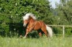 Obrázok